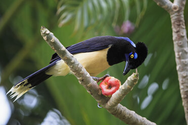 South America, Brasilia, Mato Grosso do Sul, Pantanal, Plush-crested Jay, Cyanocorax chrysops, with apple - FOF006579