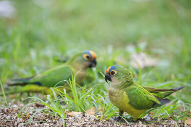 South America, Brasilia, Mato Grosso do Sul, Pantanal, Peach-fronted Parakeets, Aratinga aurea - FOF006580