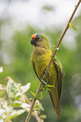 South America, Brasilia, Mato Grosso do Sul, Pantanal, Peach-fronted Parakeets, Aratinga aurea - FOF006581