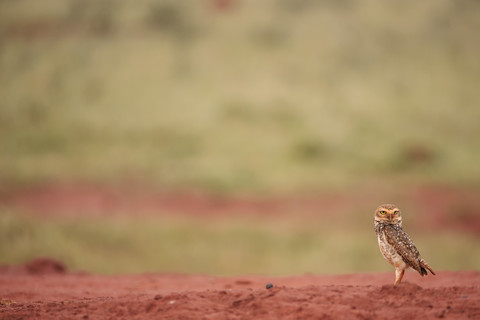 South America, Brasilia, Mato Grosso do Sul, Pantanal, Burrowing Owl, Athene cunicularia stock photo