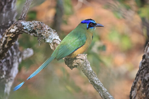 Südamerika, Brasilia, Mato Grosso do Sul, Pantanal, Blauscheitelmotmotmot, Momotus momota - FOF006583