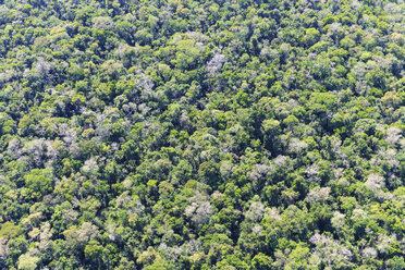 Südamerika, Brasilien, Parana, Iguazu-Nationalpark, Bäume an den Iguazu-Fällen - FOF006584