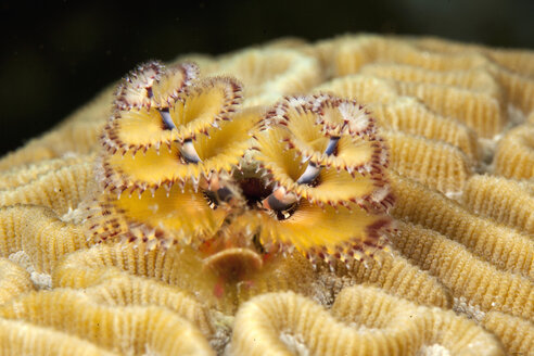 Caribbean, Antilles, Curacao, Westpunt, Christmas tree worm, Spirobranchus giganteus, on Brain coral, Diploria strigosa, in Caribbean Sea - YRF000016