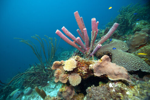 Caribbean, Antilles, Curacao, Westpunt, Tube sponge, Aplysina archeri - YRF000018