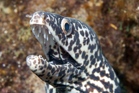 Karibik, Curacao, Bändermuräne, Gymnothorax favagineus, lizenzfreies Stockfoto