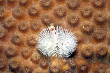 Karibik, Antillen, Curacao, Westpunt, Weihnachtsbaumwurm, Spirobranchus giganteus, auf Falscher Knopfkoralle, Montastrea cavernosa - YRF000023