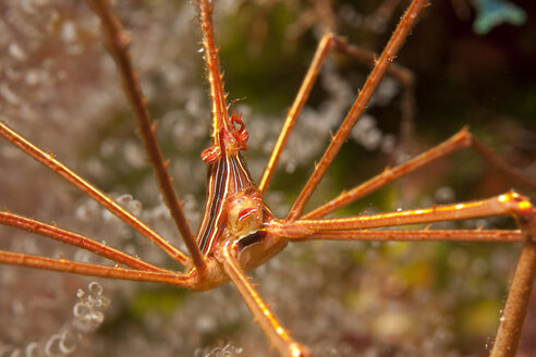 Caribbean, Antilles, Curacao, Westpunt, Yellowline Arrow Crab, Stenorhynchus seticornis - YRF000015