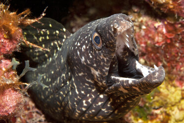 Karibik, Antillen, Curacao, Westpunt, Bändermuräne, Gymnothorax favagineus - YRF000024