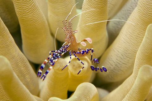Caribbean, Antilles, Curacao, Westpunt, Spotted Cleaner Shrimp, Periclimenes yucatanicus, on Sun Anemone, Stichodactyla helianthus - YRF000026