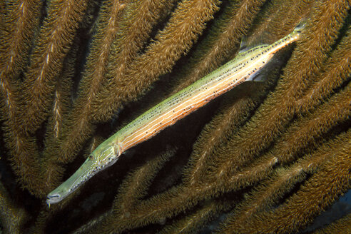 Karibik, Antillen, Curacao, Westpunt, Trompetenfisch Aulostomus maculatus, vor Seefächern - YRF000028