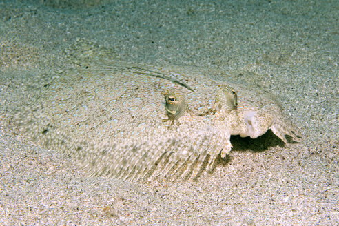 Caribbean, Antilles, Curacao, Westpunt, Peacock Flounder, Bothus lunatus - YRF000032