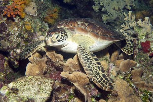 Karibik, Antillen, Curacao, Westpunt, Grüne Meeresschildkröte, Chelonia mydas - YRF000034