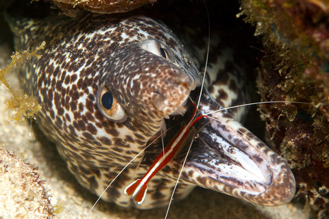 Karibik, Curacao, Fadenmuräne, Gymnothorax favagineus, und Putzergarnele, Lysmata grabhami, lizenzfreies Stockfoto