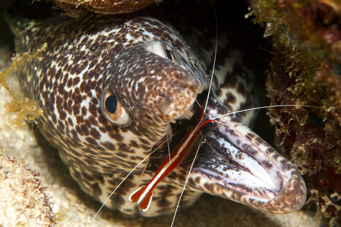 Karibik, Curacao, Fadenmuräne, Gymnothorax favagineus, und Putzergarnele, Lysmata grabhami - YRF000037