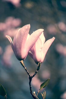 Zwei Magnolienblüten - SARF000484