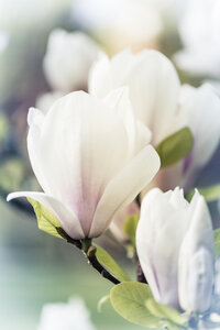 Weiße Magnolienblüten - SARF000483