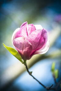 Rosa Magnolienblüte - SARF000482
