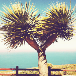 Dragon tree at a viewpoint, Santa Domingo, La Palma, Canary Islands, Spain - SEF000670