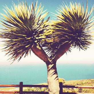 Drachenbaum an einem Aussichtspunkt, Santa Domingo, La Palma, Kanarische Inseln, Spanien - SEF000670