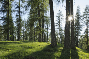 Italy, South Tyrol, Alto Adige, Bolzano district, European larch trees in back light - RUEF001251