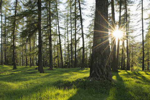 Italy, South Tyrol, Alto Adige, Bolzano district, European larch trees in back light stock photo