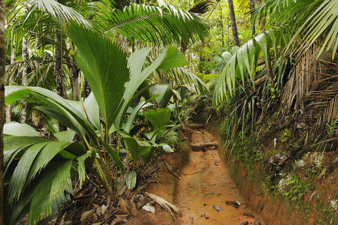 Seychelles, Praslin, Vallee de Mai, path through rain forest - RUEF001243