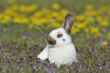 Baby rabbit sitting on flower meadow - RUEF001232