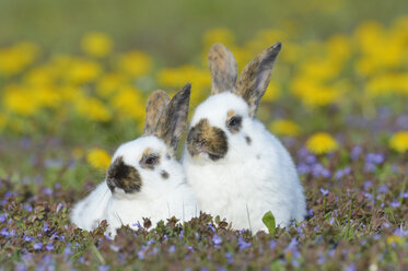 Zwei Kaninchenbabys sitzen auf einer Blumenwiese - RUEF001231