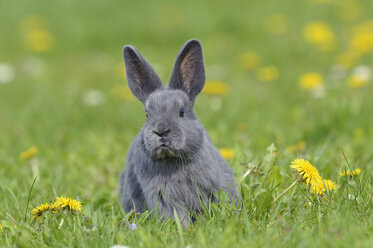 Graues Kaninchenbaby auf Blumenwiese sitzend - RUEF001230