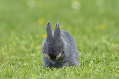 Grey baby rabbit cleaning his face on flower meadow stock photo