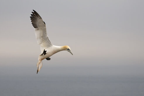 Deutschland, Schleswig-Holstein, Hegoland, fliegender Basstölpel - HACF000028