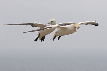 Deutschland, Schleswig-Holstein, Hegoland, fliegender Basstölpel - HACF000027