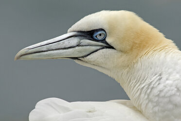 Germany, Schleswig-Holstein, Hegoland, northern gannet - HACF000025