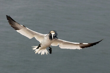 Deutschland, Schleswig-Holstein, Hegoland, fliegender Basstölpel - HAC000024