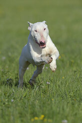 Bullterrier läuft auf einer Wiese - RUEF001226