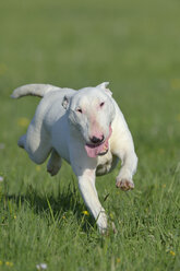 Bull terrier running on meadow - RUEF001225