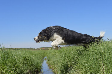 Border Collie springt über Graben - RUEF001223