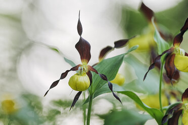 Blüte des Frauenschuhs, Cypripedium calceolus - RUEF001222