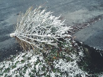 Ungarn, Tolna, Bonyhád, Verschneiter Weihnachtsbaum am Straßenrand - BRF000542