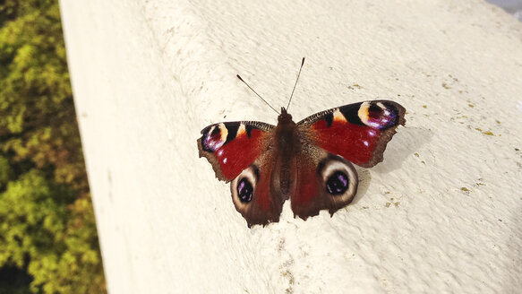Butterfly (Lepidoptera) on concrete - FBF000348