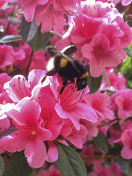 bumblebee (Bombus) on pink flower - FBF000344