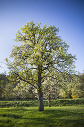 Deutschland, Baden-Württemberg, Tübingen, Wiese mit verstreuten Obstbäumen, Apfelbaum - LVF001080