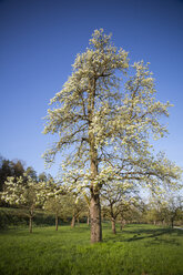 Deutschland, Baden-Württemberg, Tübingen, Wiese mit verstreuten Obstbäumen, Apfelbaum - LVF001078