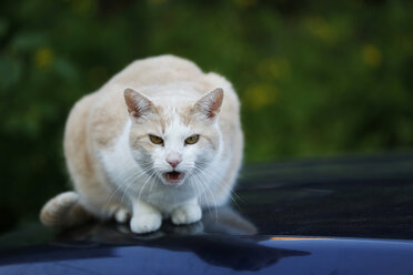Miauende Katze auf der Motorhaube sitzend - SLF000366