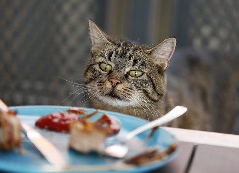 Cat starring on plate with leftovers of barbecue stock photo