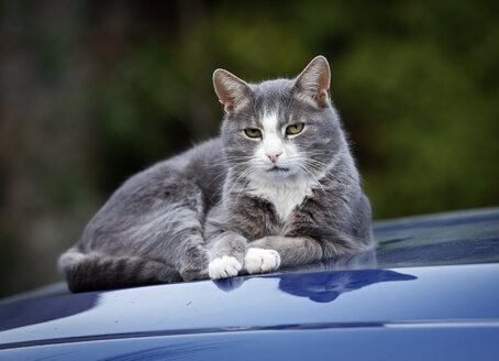 Katze auf blauer Motorhaube liegend - SLF000368