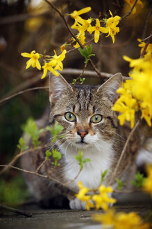 Porträt einer getigerten Katze, die unter einem Busch sitzt - SLF000369