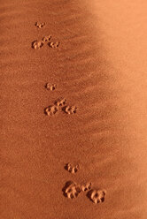Algerien, Tassili n Ajjer, Sahara, frische Spur eines Goldschakals (Canis aureus) - ESF000994