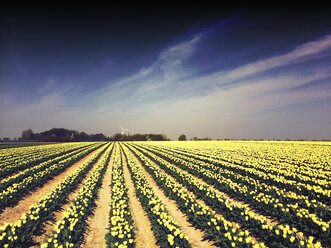 Kulturlandschaft mit Tulpenfeldern, Roeckrath, Niederrhein, Deutschland - DWIF000042