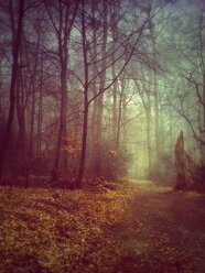 Waldweg im Nebel, Eschenbeek, Wuppertal, Deutschland - DWIF000057